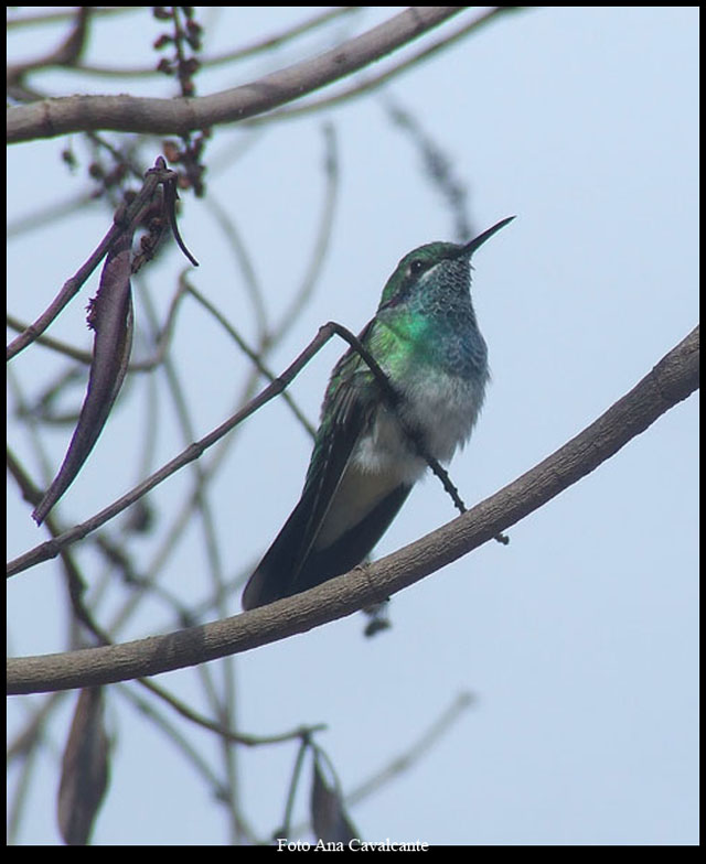 Clique para ver todas as fotos de Colibri - suite 10